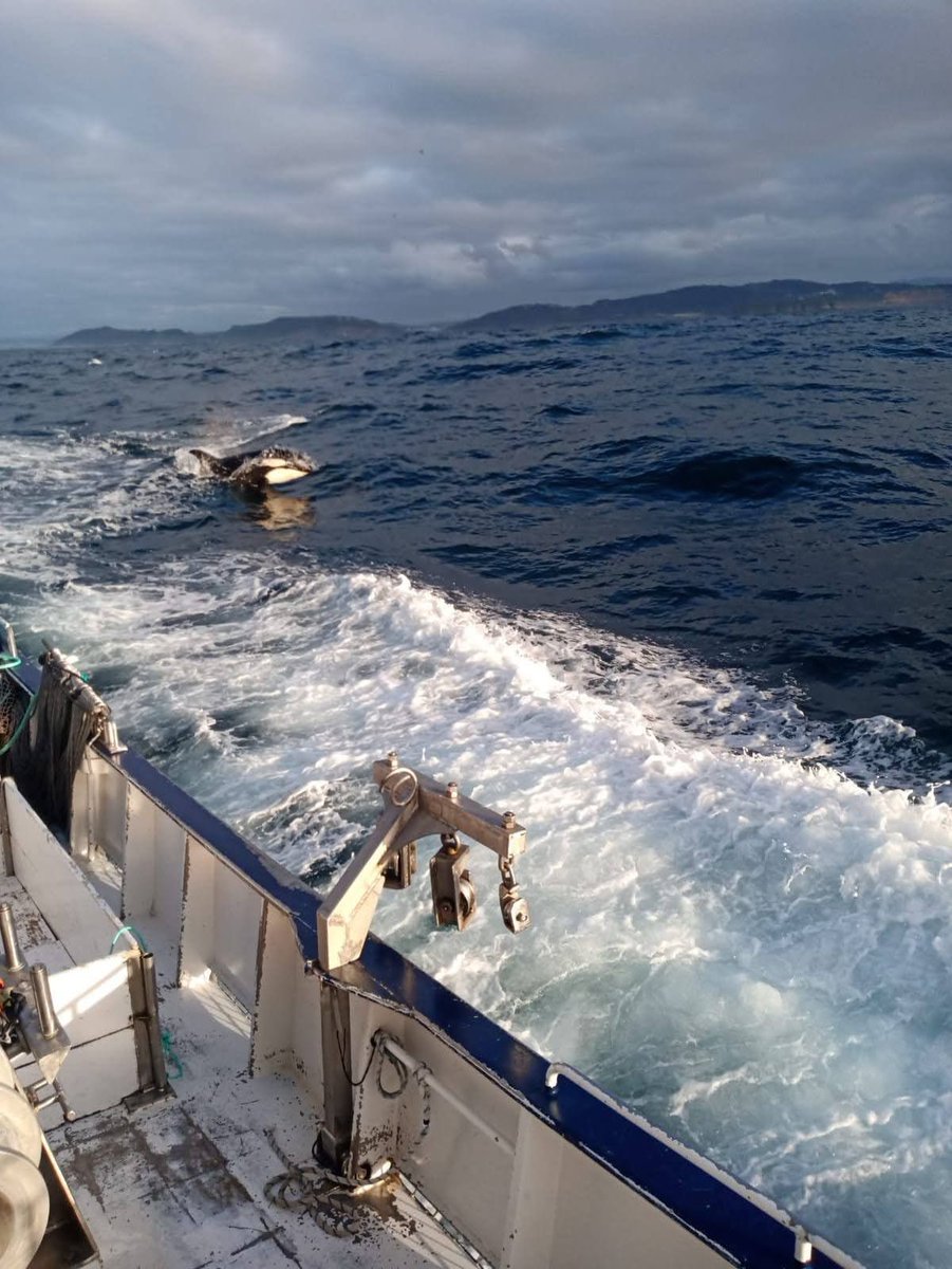 Avistamiento de una #Orca en la zona de las Illas Sisargas , ayer por la tarde. 

#malpica #costadamorte #coruña #galicia #orcas #illassisargas