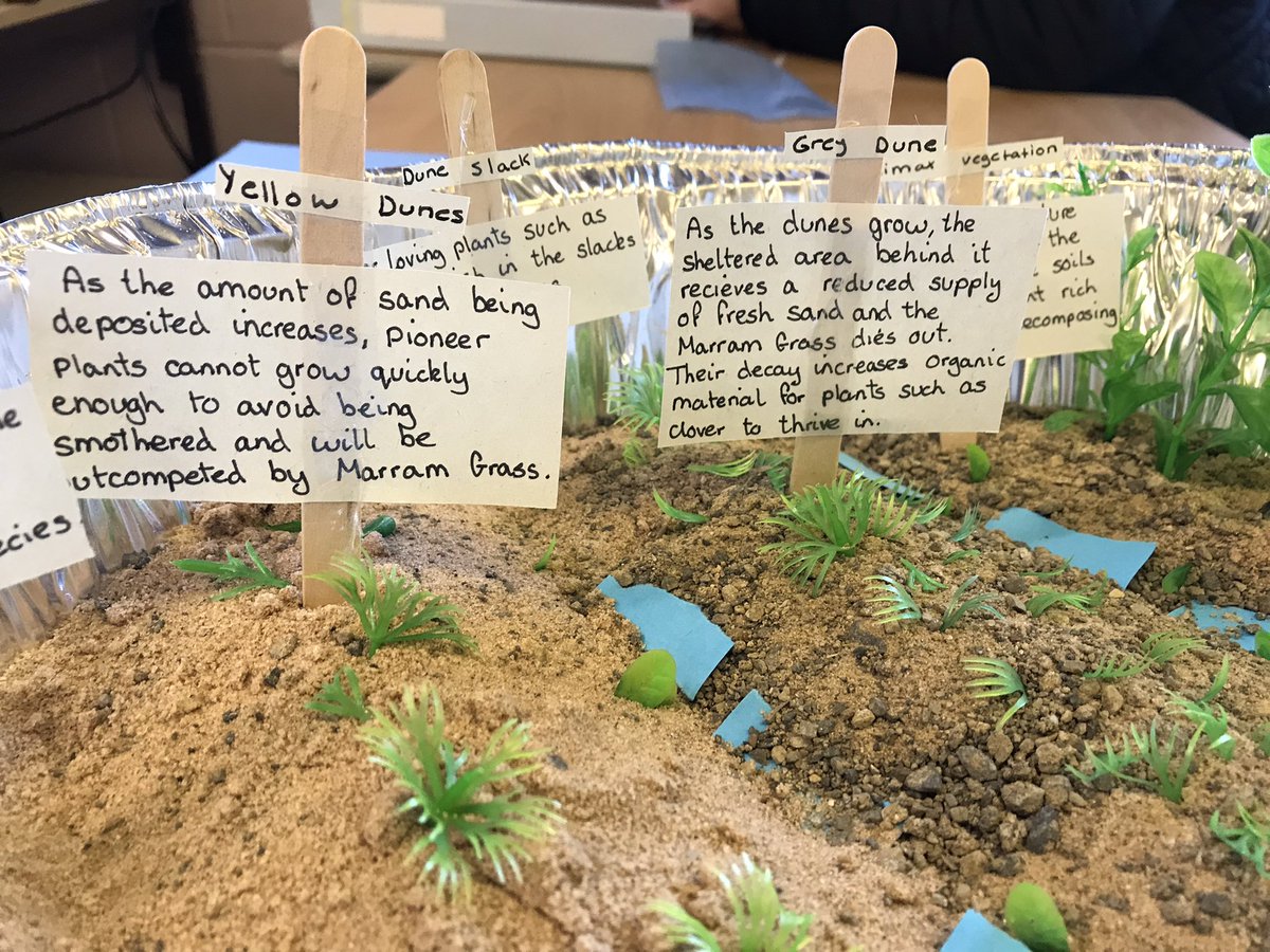 PGSocialSubject's tweet photo. Higher Environmental Scientists doing some revision for sand dune succession. Everyone loves playing with sand 😊 https://t.co/KWlXFCK6Ke