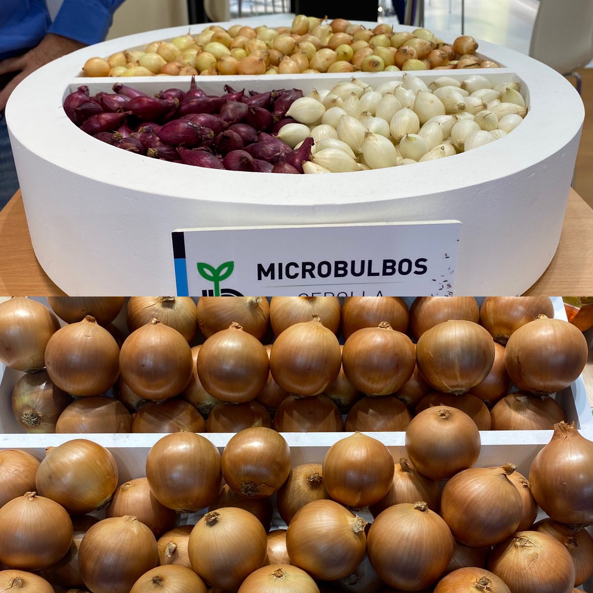 Fruit Attraction Madrid  healthy onion from Microbulbos de Cebolla <a href="/onionsets/">Quality inside</a> @bejoiberica