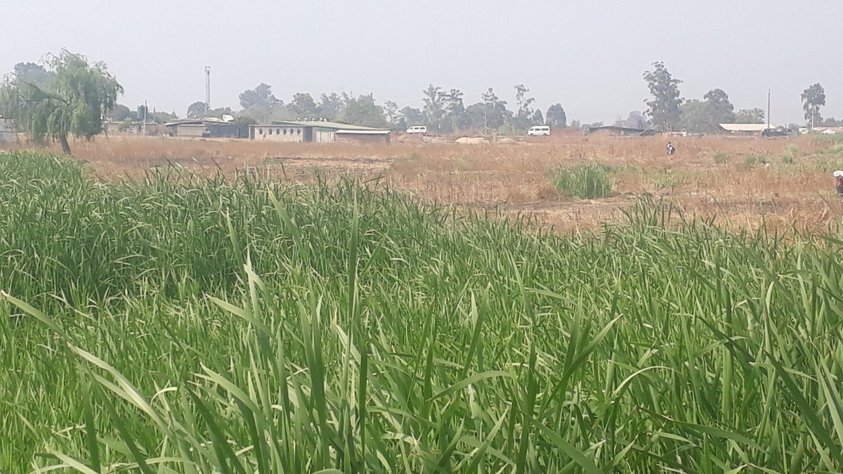 ManyameTrust's tweet photo. @WildlifeBvumba @firefightzw @birdlifezim Glen Norah park under Spirituality siege....Prophets and  sects ...#changeoflanduse @cohsunshinecity discretion irregardless of @NatureBasedSols to our #Watercrisis and @birdlifezim jeopardy to birds and vegetation  and @METHI_Zimbabwe #section113(1)pliz https://t.co/OAriw0pFl5