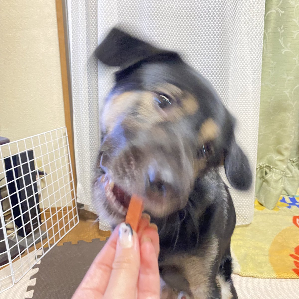 wn_ko426's tweet photo. 🐶よっしゃ！頂き〜！ https://t.co/Si62YpBr8V