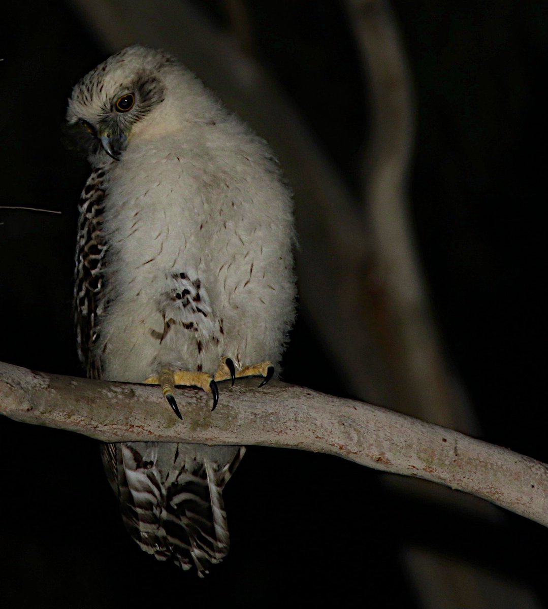 John White Wildlife (@jwhitewildlife) on Twitter photo A new confirmed breeding pair of powerful owls for urban Melbourne.
Had to wade through a swamp, hack through blackberry, but we can confirm they had twins. The parents sure knew how to hide them away. Clever parents.
<a href="/UrbanPowerfuls/">Urban Powerful Owls</a> A new confirmed breeding pair of powerful owls for urban Melbourne.
Had to wade through a swamp, hack through blackberry, but we can confirm they had twins. The parents sure knew how to hide them away. Clever parents.
<a href="/UrbanPowerfuls/">Urban Powerful Owls</a>