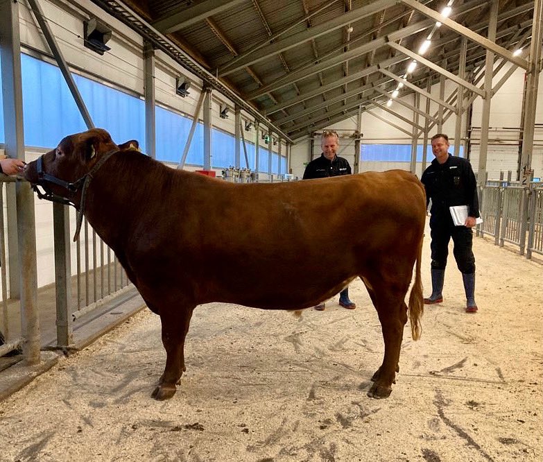 Jan Schilder and Marcel Verboom analyzing NR Roaaker PP aAa 561432 at Geno in Norway.

#aAaWeeks #SireTheNeed #BetterFormBetterFunction