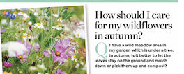 Well, @spinningdove, the answer to your question about what to do with your wildflower meadow is printed in <a href="/WomanMagazine/">Woman Magazine</a> this week – and huge thanks to <a href="/seed_ball/">🌱SEEDBALL 🐝</a> for their advice in response! #ecoagonyaunt