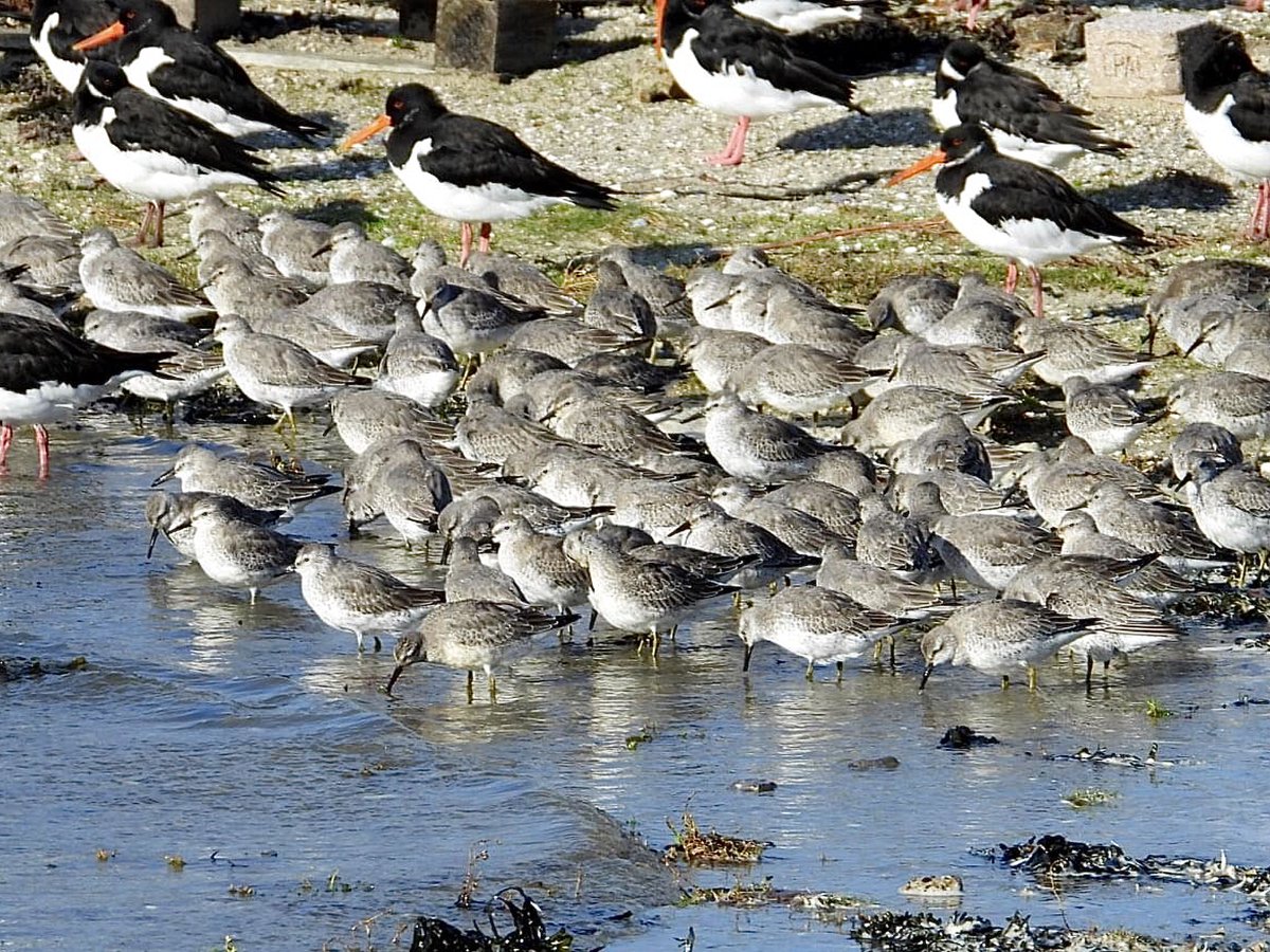 Pleisterplaats voor wadvogels met hoog water #Ameland.
