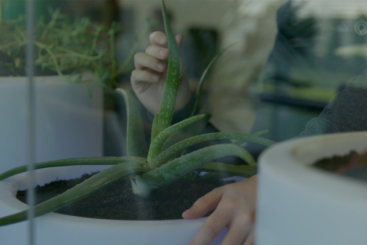 BiooOfficial's tweet photo. Lights, sounds, videos and many other functionalities could be activated by our technology at once. Just by touching a plant.💫Let your imagination fly and let's renew and differentiate your brand.
.
#tech #biotechnological #plants #bioo #green #innovation #sustainability #energy https://t.co/lFfQtTeDR5