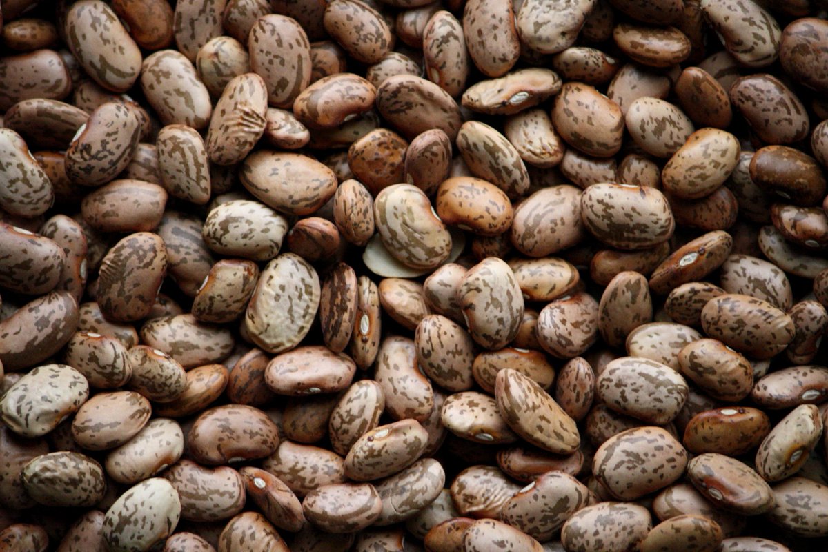 simlawseedsug's tweet photo. Here are some of the importance of planting improved seeds/Hybrids:
#topqualityseeds #simlawseeds #maize #beans
1. Ensures genetic and physical purity of the crops
2. Gives desired plant population
3. Capacity to withstand the adverse conditions https://t.co/FyAcT3trbb