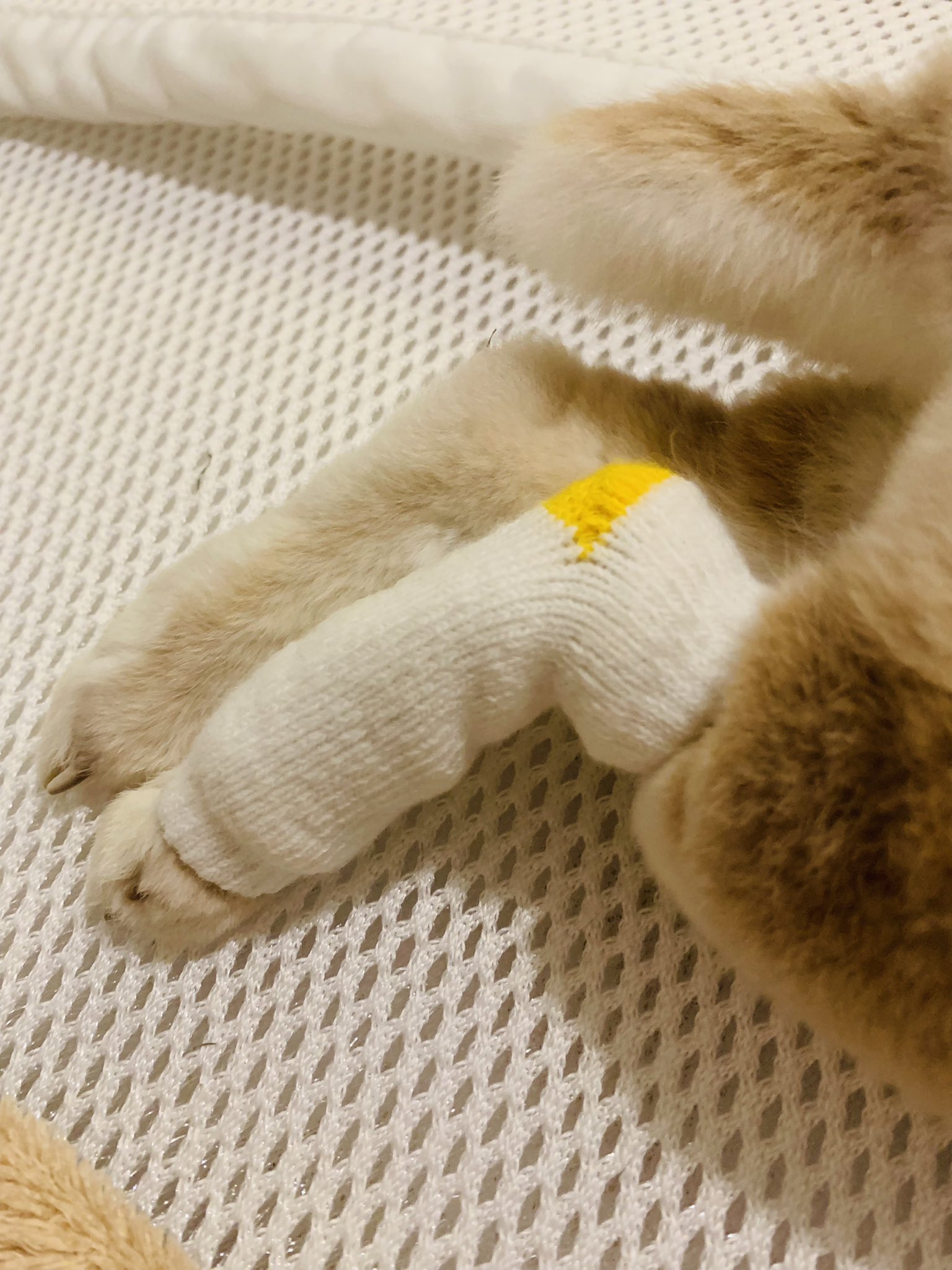 はるか うさぎの靴下 ソアホック対策 サポーター 床ずれ対策 販売中なのでよかったらdmください T Co Xmvcxieyay Twitter