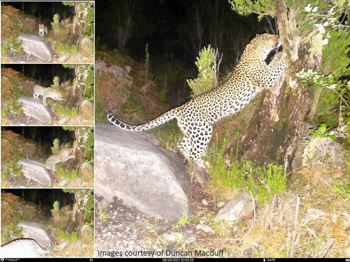 CapeLeopardTrst's tweet image. #WildWednesday Remember the fantastic #scratchtree photos we shared a few months ago? (rb.gy/r5551v) Well, this same male #leopard (BM34 – Bob) decided that he needed a good #manicure again, &amp;amp;our friend Duncan Macduff’s #cameratrap was ready to capture the action!