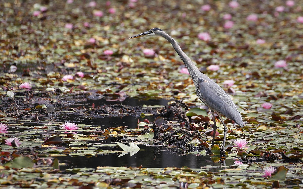 Buffalo News photo tweet media