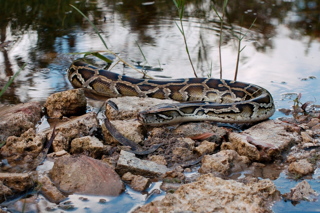 19Character's tweet photo. #Snakes #wildlife #ebook #bookstagram #blog⁠ #kindle
⁠
Snakes are fascinating creatures that have lived on earth for millions of years. 

https://t.co/XYCDYv8MDd https://t.co/gnIULtb0bs