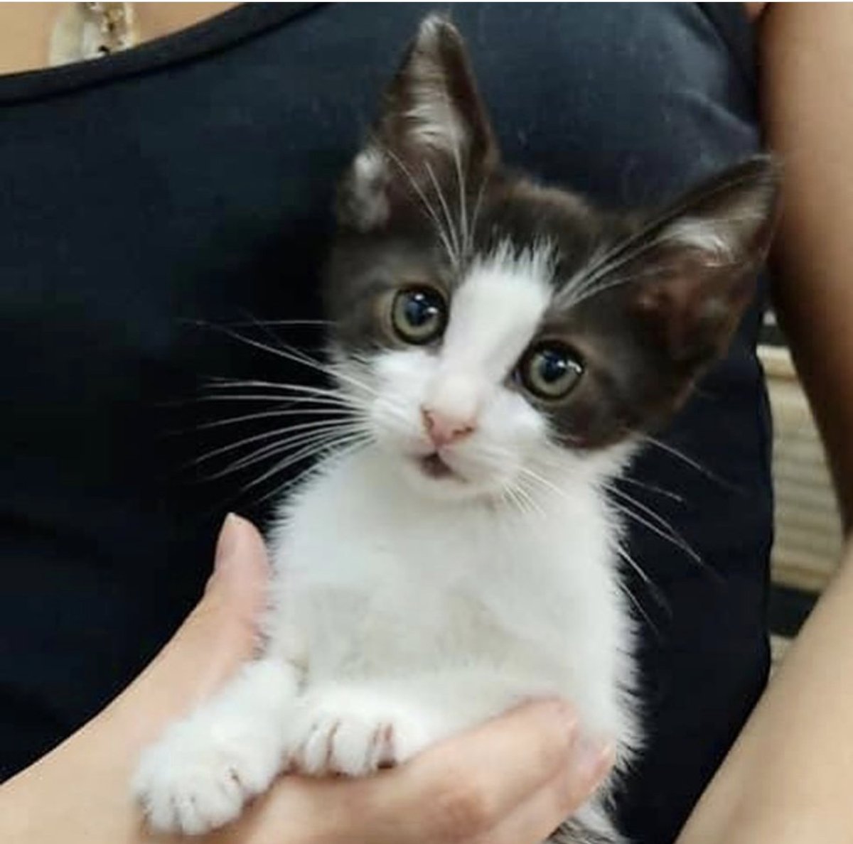 Pinto tiene 2 meses y es un gatete super cariñoso.
Se encuentra en @sospelines
Te gustaría darle un hogar? Comparte y difunde!
#AppAdoptMe #AdoptMe #adopcionresponsable #adopcion #adopta #appo