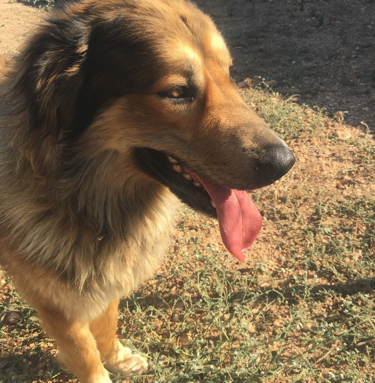 lleidaenverd's tweet photo. 🐶🐱 #ElRefugidelsPeluts (@caaclleida a FB i IG)  rescata aproximadament entre 250 i 300 gossos abandonats cada any. Ho sabies? Si t’agradaria tenir un animal de companyia, ves-hi i t’assessorràn! 

#JoFaigLleidaenVerd #adoptaunamascota #lleidaciutatamigadelsanimals #ilovepeluts https://t.co/r40sGIPw04