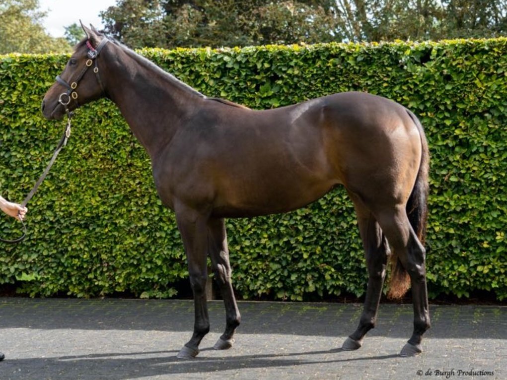 YeomanstownStud's tweet photo. Lot 204 @Tattersalls1766 October Book 1, selling today is this smart filly by proven G1 sire Dark Angel. She is the 2nd foal out of five-time winner and multiple Listed placed Pixeleen.
📷@DeBurghProduct3
#TattsOct https://t.co/ZqeTJcBFn3