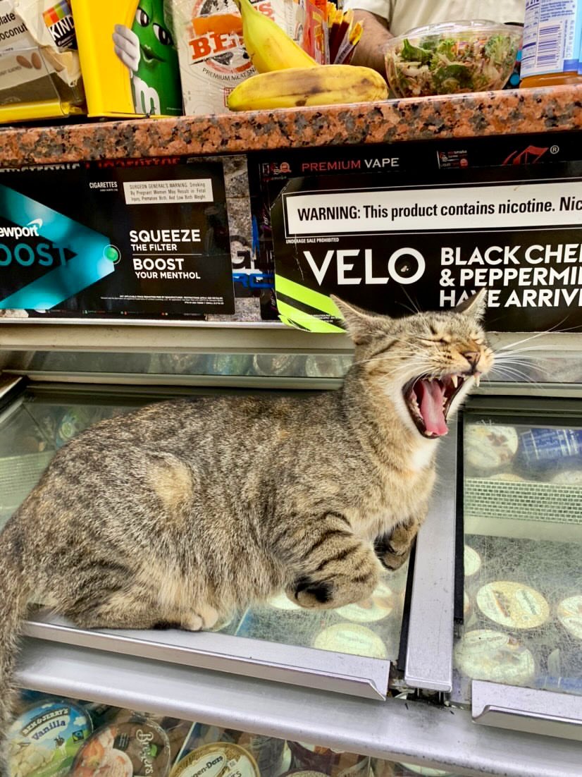 Bodega Cats tweet media