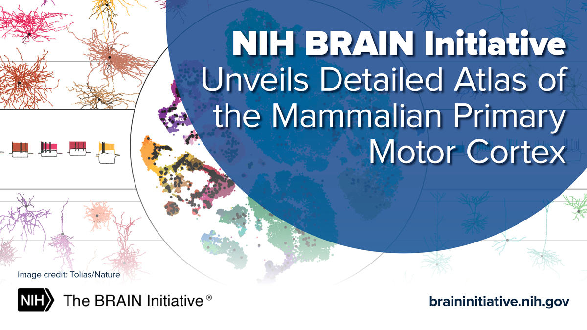 USBrainAlliance's tweet photo. .@NIH's BRAIN Initiative Cell Census Network unveils a detailed atlas of the mammalian primary motor cortex. Each person’s brain reflects their unique background and life experiences. This atlas is crucial for understanding what makes us human. https://t.co/TS3oSQJoif #studyBRAIN https://t.co/Gv4I5CzcI3