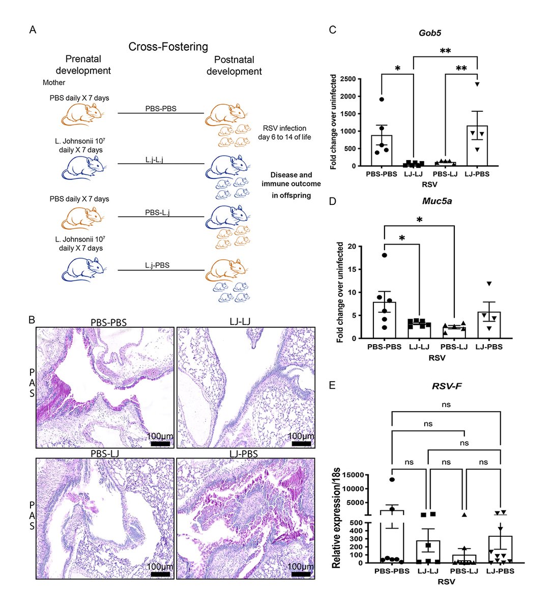 JExpMed's tweet image. Wendy Fonseca, Catherine Ptaschinski @ImmunoCat, Nicholas Lukacs @UMichPath and colleagues demonstrate that altering the maternal #microbiome impacts the neonatal immune response to respiratory syncytial virus. bit.ly/3aaqs4H

#InfectiousDisease #MucosalImmunology