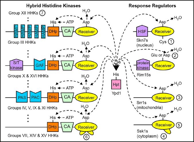 mSphereJ's tweet photo. Rethinking signal transduction mediated by fungal two-component system receiver domains. @wgoldman1 #mycology https://t.co/ipmv2crAyQ @ASMicrobiology #mSphere https://t.co/nFqW9COBon