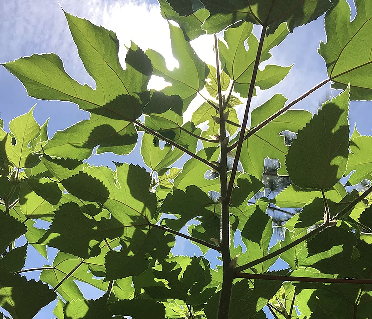 HandPapermaking's tweet image. Fall Is the Perfect Time of Year - mailchi.mp/3b0df86df144/e…