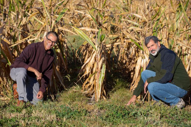 ISUWaterChicks's tweet photo. So excited to get started on this very cool project! What if we grew grass all year round underneath our annual crops? How much might we reduce flashy runoff and soil erosion? https://t.co/IUeMwpua8w https://t.co/ToXUlYOgi6