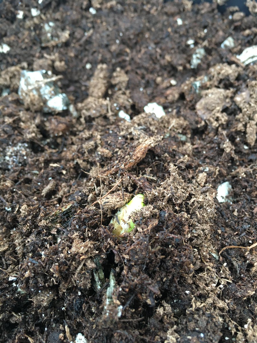 GrumpieKate's tweet photo. Yesterday we started our winter greenhouse experiment by sowing of Andean lupin seeds. And – to our biggest surprise – they've already germinating! 😍
#pulsesINCREASE #H2020 #winter #greenhouse #lupins #tarwi #germination @lupinsandmore @margarijta @KrocMagdalena https://t.co/mrKTaEXUgT