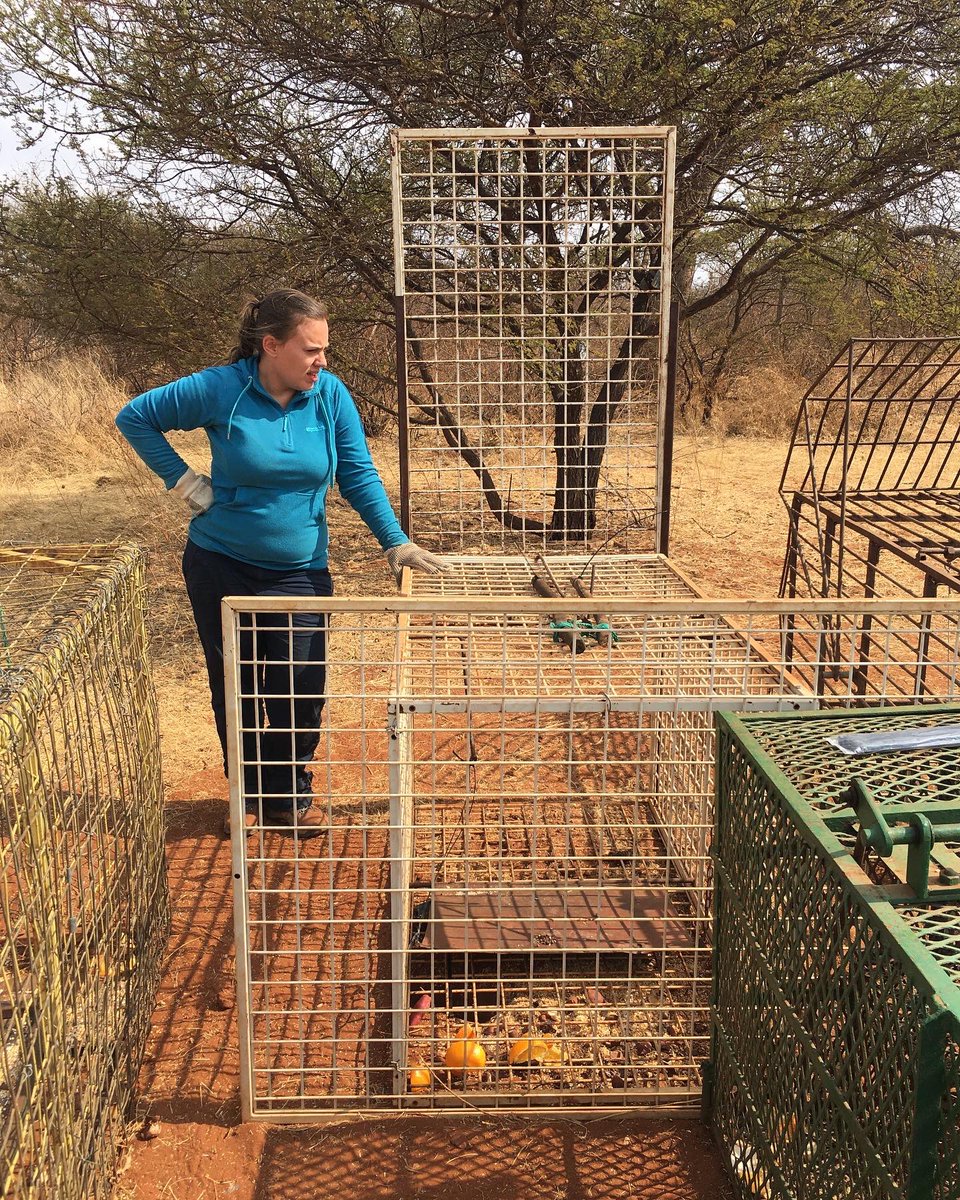 Here are some behind-the-scenes photos for Ben’s PhD project. Seven adult baboons were collared with the help of many (not pictured!) members of the PPP team 🐒🐒

#primateresearch #durhamuniversity #PPPAlldays #PhDresearch #fieldwork #trapping #collaring #baboons