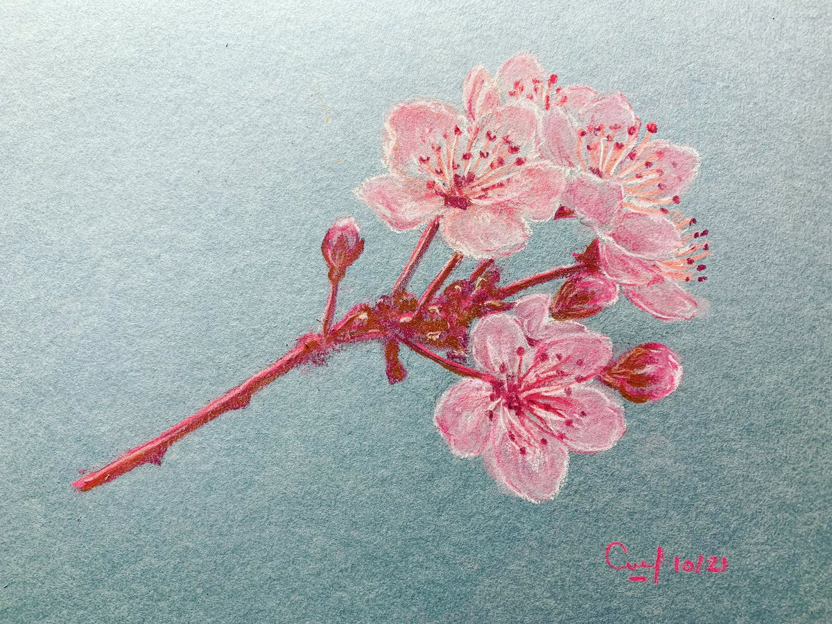 #cerisierdujapon #cherryblossom #pastel #drawing #dessin #flowers #fleurs #papierbleu #bluepaper
