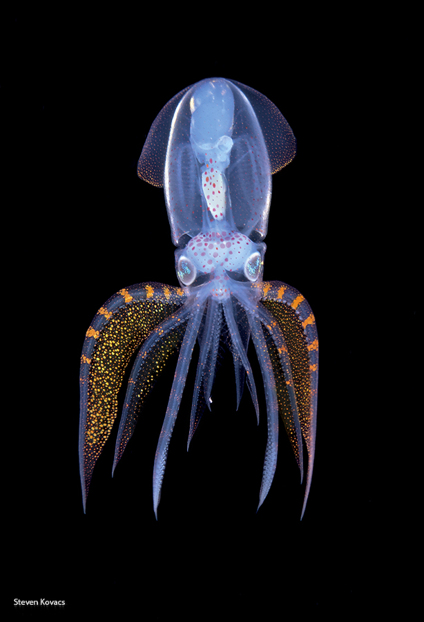 A recently seen Diamond Squid performing a nice color display. Blackwater dive off Palm Beach, Florida #ikelite