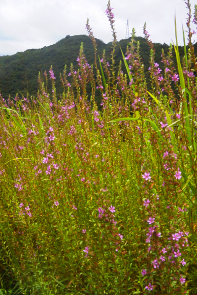 Top Tweets For ミソハギ Twstalker