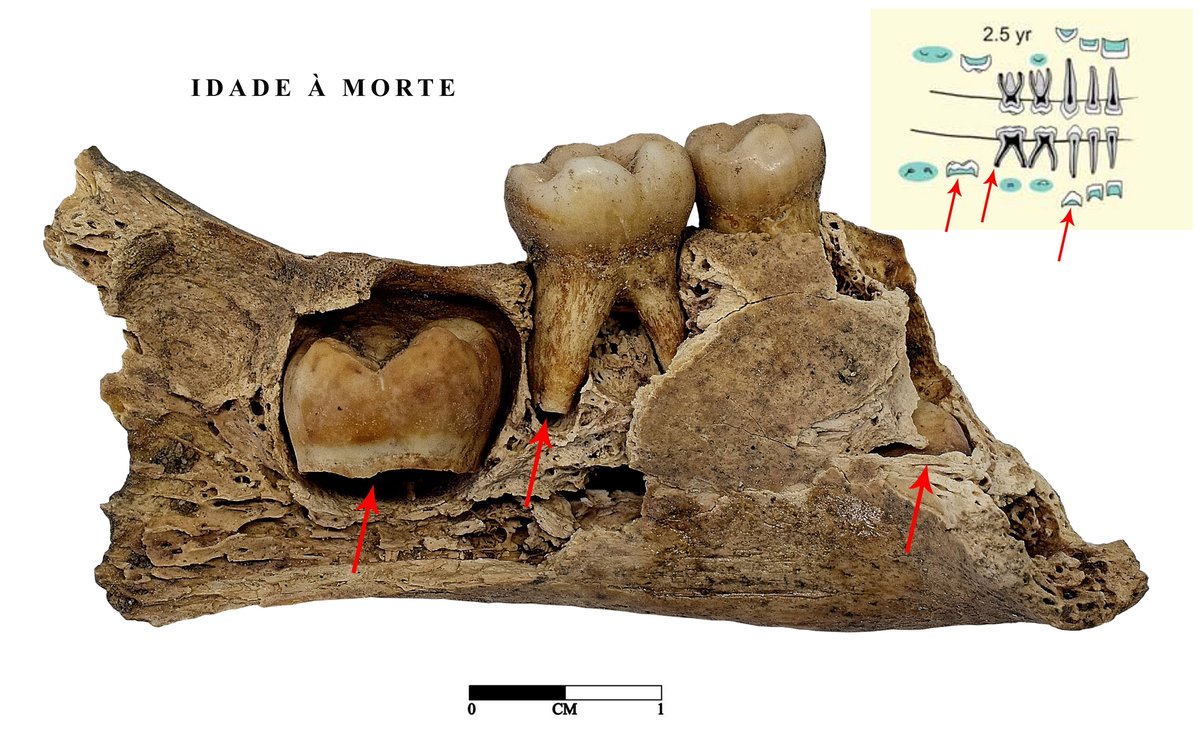 ProjetoSAND's tweet photo. O QUE NOS DIZEM OS DENTES DE SARILHOS GRANDES?
Novo post no Facebook e no blog. https://t.co/P728PTpbAj