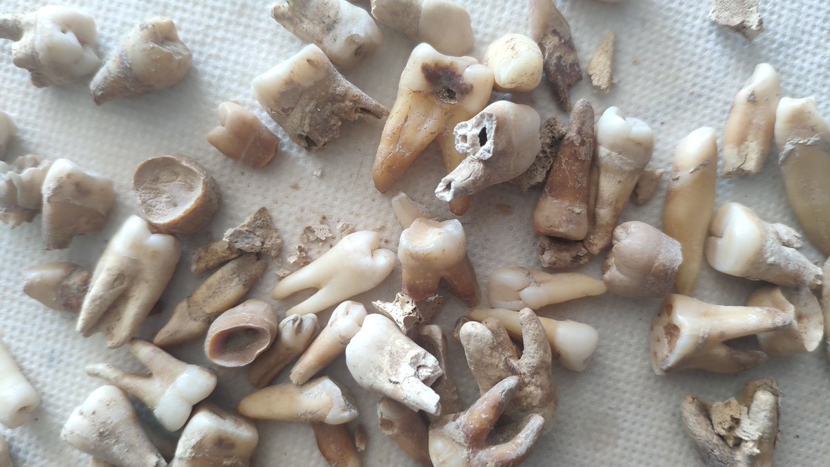 ProjetoSAND's tweet photo. O QUE NOS DIZEM OS DENTES DE SARILHOS GRANDES?
Novo post no Facebook e no blog. https://t.co/P728PTpbAj