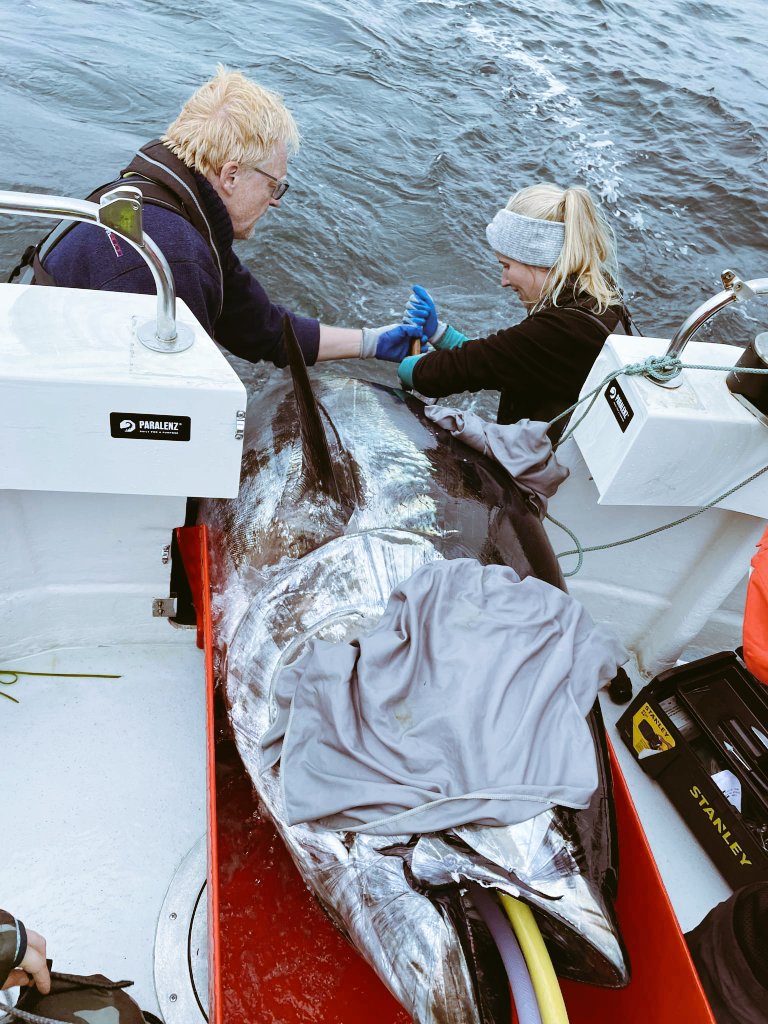 Kristi Källo (@kristikallo) on Twitter photo In a blink of an eye has the second leg and the entire season of #bluefintuna tagging in Denmark come to an end. What an incredible experience it has been to work with such astonishing species 🐟🐟
#trackingnotslacking #telemetry
<a href="/Kaa_telemetry/">Kim Aarestrup</a> <a href="/BaktoftH/">Henrik Baktoft</a> In a blink of an eye has the second leg and the entire season of #bluefintuna tagging in Denmark come to an end. What an incredible experience it has been to work with such astonishing species 🐟🐟
#trackingnotslacking #telemetry
<a href="/Kaa_telemetry/">Kim Aarestrup</a> <a href="/BaktoftH/">Henrik Baktoft</a>