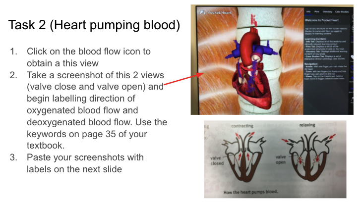 Year 8 Science - Circulatory System - students studied the structure of the heart and watched the heart pumping blood through virtual learning using Augmented Reality - Pocket Heart app. #his_learning