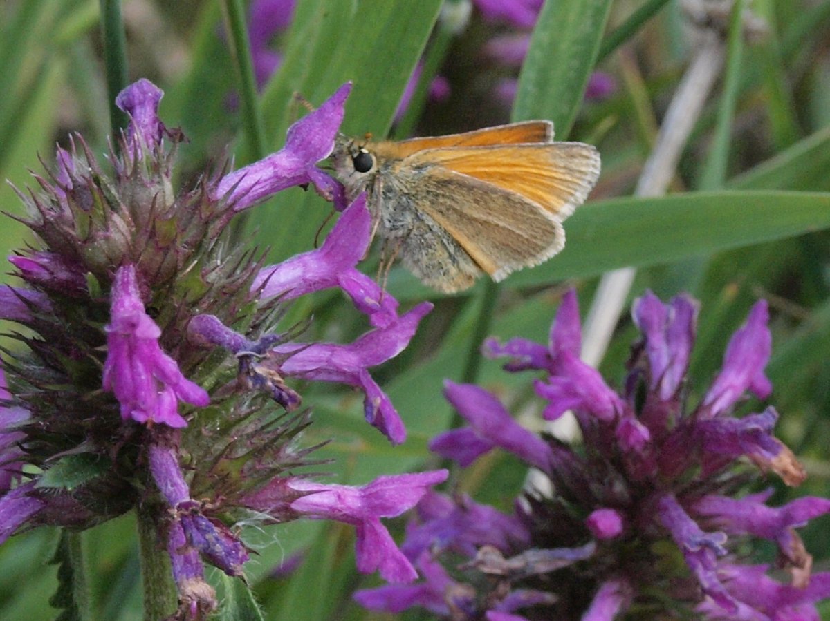CarolineIrwin3's tweet photo. Small Skipper from Lea Marston churchyard #AnimalsOutsideChurches #butterflies #animalsinchurcheshour https://t.co/A9S1mUtLDm