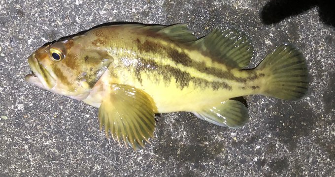 25cmシマゾイ('・ω・`)
やっとまあまあなサイズ('・ω・`) 