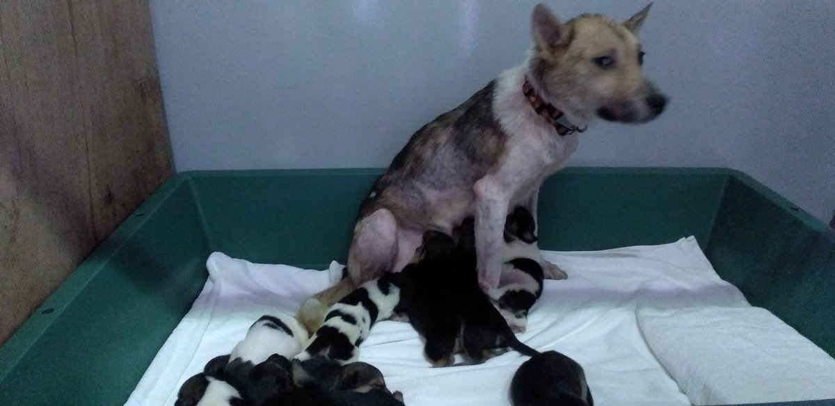 動物虐待 Twitter Search