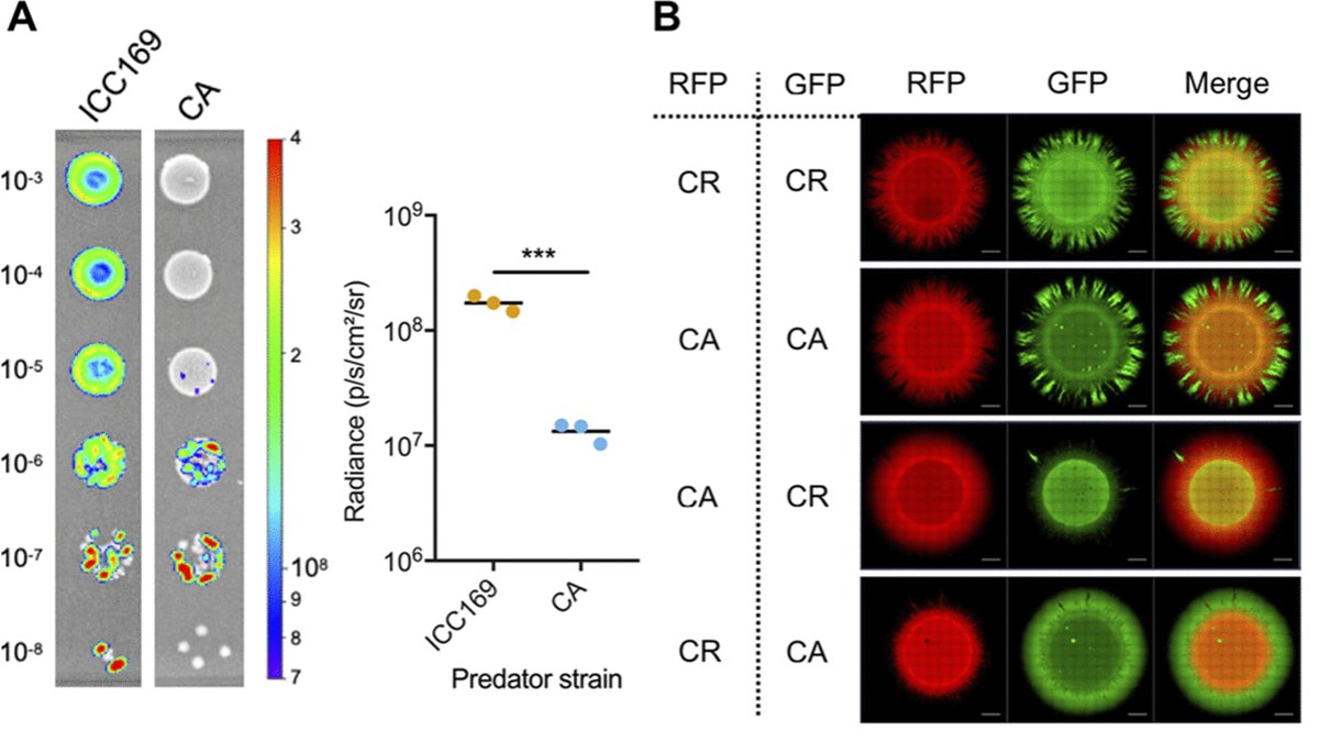 TheFrankelLab's tweet photo. Check out the latest from the lab! We have found a mouse commensal that can inhibit C. rodentium growth in the gut @mbiojournal @Dr_CarrieMS @DrDCarson @EGD_Hopkins @LawleyLab @CMBI_Imperial  #microbiome #gutinfection 
https://t.co/rsDXBDspdz https://t.co/uRfAZbobwq