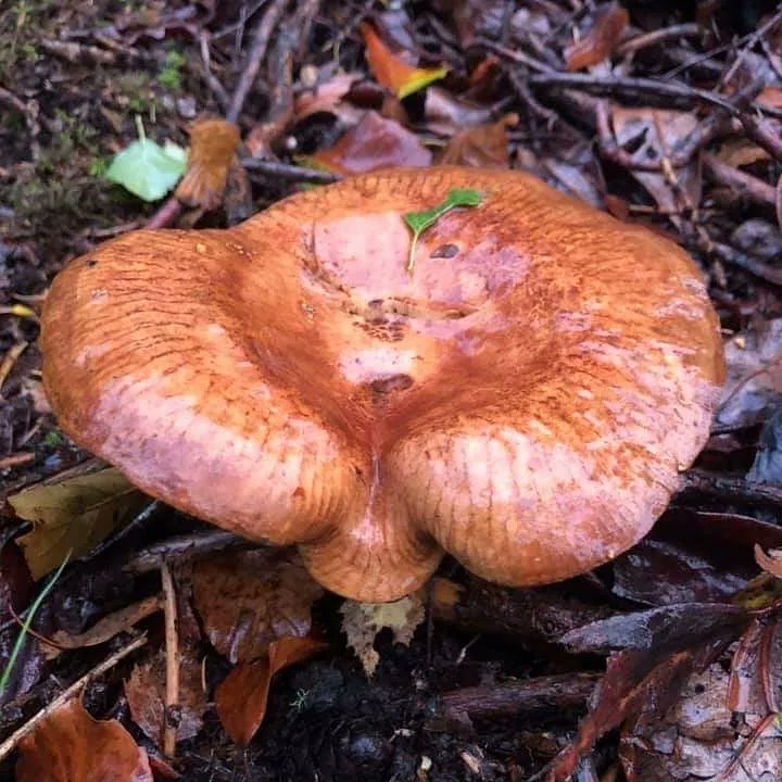 Rowland's (Selkirk) tweet media