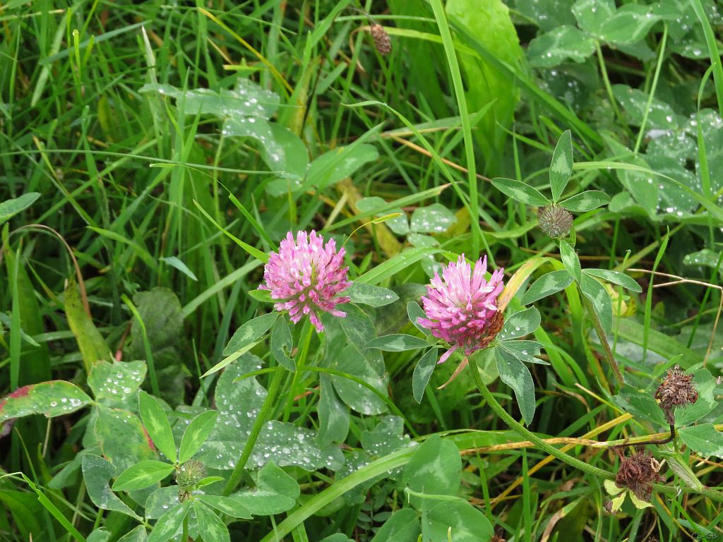 beingmyself_25's tweet photo. #Rotklee, auch als Wiesenklee bekannt. Rotklee hat die Fähigkeit, Stickstoff aus der Luft zu binden und so den Boden mit diesem wichtigen Pflanzennährstoff anzureichern. https://t.co/I8IAbbHWf8