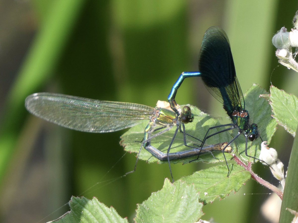 mutley7781's tweet photo. St James’ Church,
#HemingfordGrey #Cambridgeshire

Memories of Summer - 
watching Chasers &amp; Beautiful Demoiselle beside the River #GreatOuse in June.

 #AnimalsOutsideChurches https://t.co/7s69KiPRQR