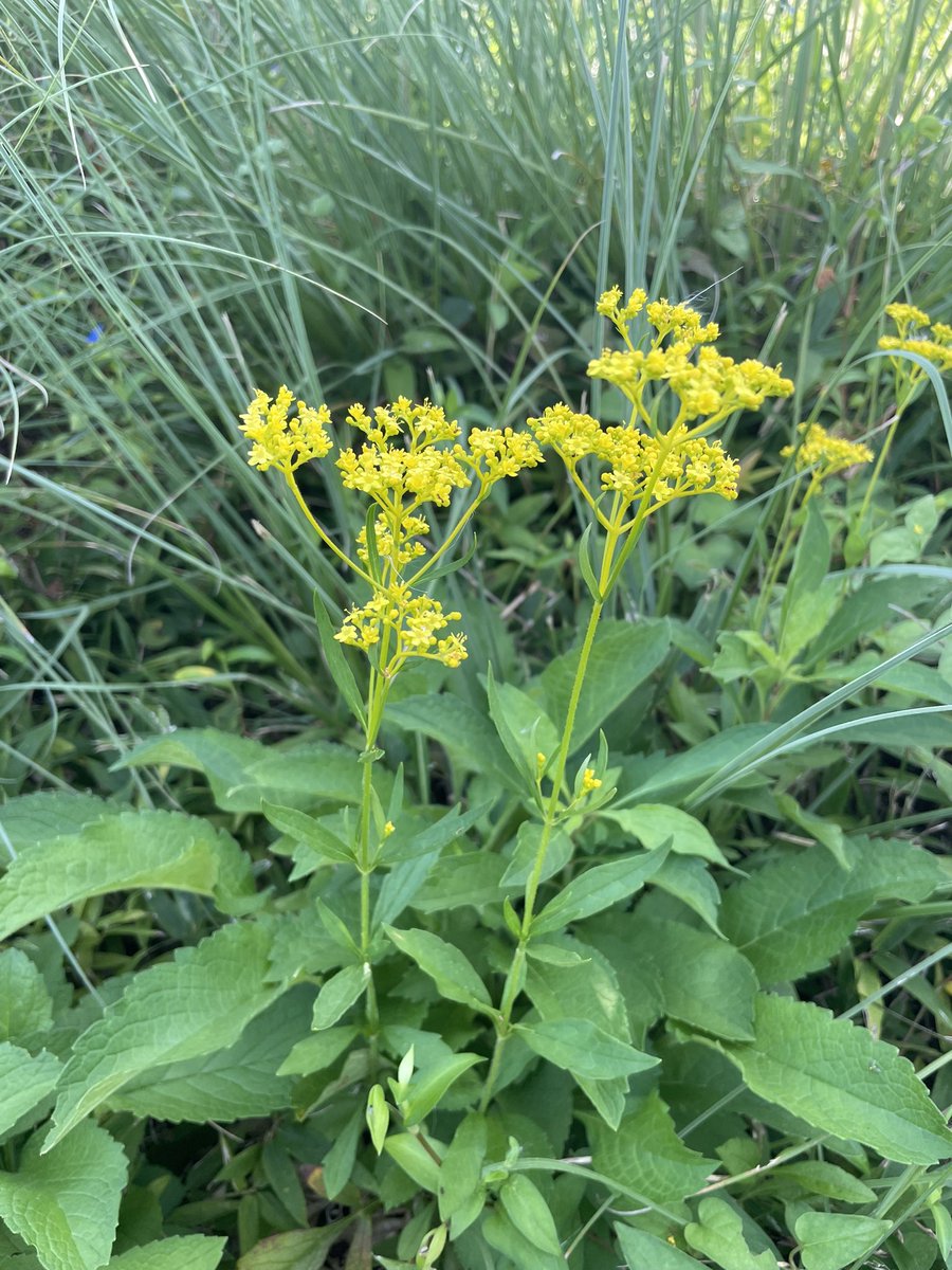 あーる自然日記 草の娘 オミナエシ 秋の七草のひとつで すらっと伸びた茎の先に多数の黄色の花をつける 和名は女郎花と書いて由来は女郎飯説と をみな圧し説がある 綺麗な花だけど 独特な匂いがする 秋の七草 オミナエシ 草の娘