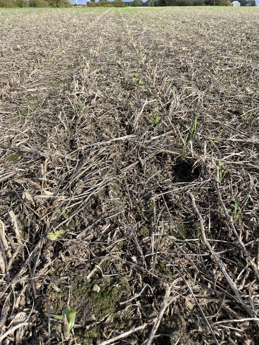 It sure has been a tough fall to get wheat into good conditions! Many fields that received over 4” of rain are coming along and have respectable stands. Some of the heavier clays have more drowned seedlings. Good time to scout wheat stands.