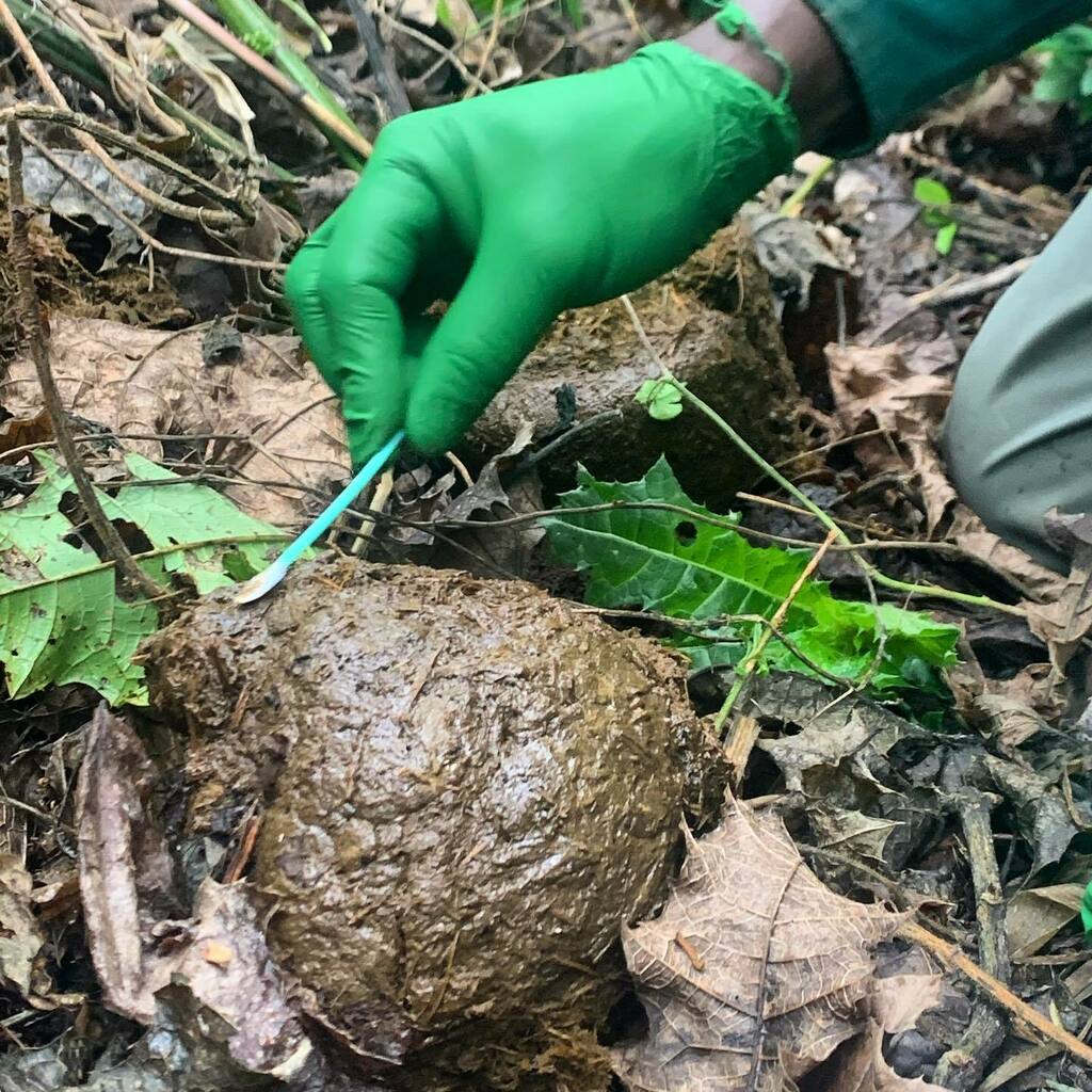 dchusyd's tweet image. It is VERY hard to see elephants in the forest. So we swab the outside of the dung to collect the elephant’s DNA. Using that DNA we can determine the specific individual, their sex, and whether they are an African savanna, forest, or hybrid elephant. 
.
… instagr.am/p/CUr80iGAaN6/