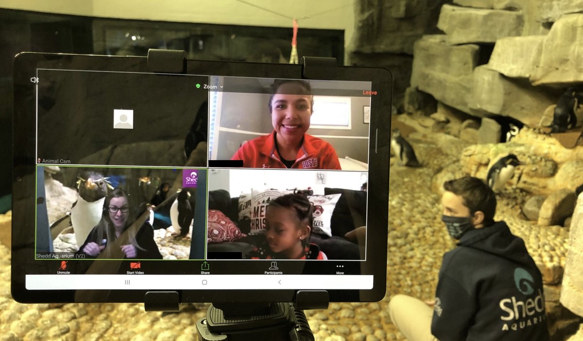 Waddle with penguins in your class or at home during a virtual field trip with Shedd! Create enrichment toys with animal trainers &amp; ask any questions you want. Don't miss out on meeting Wellington and the rest of the colony #SheddLive! Extensions included! bit.ly/SheddVFT
