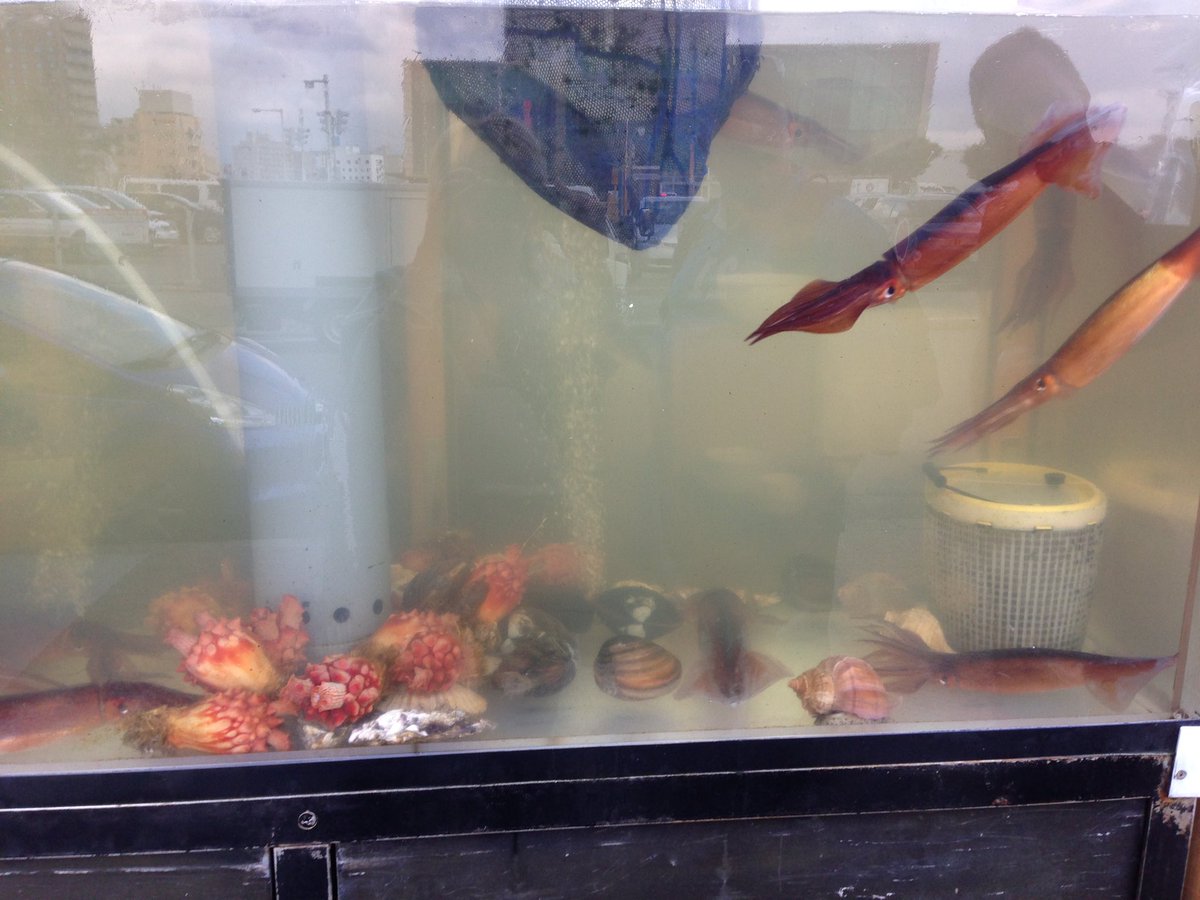 melissabehring's tweet image. Yum, @StephenAtHome calamari is great as grilled street food.  Here’s my #SquidGame in a tank outside a restaurant in Hokkaido Japan. Also saw it in the markets in Busan Korea. #thatonetime #luckylife #musician #tourist #ontour #singer @PrincessCruises #diamondprincess