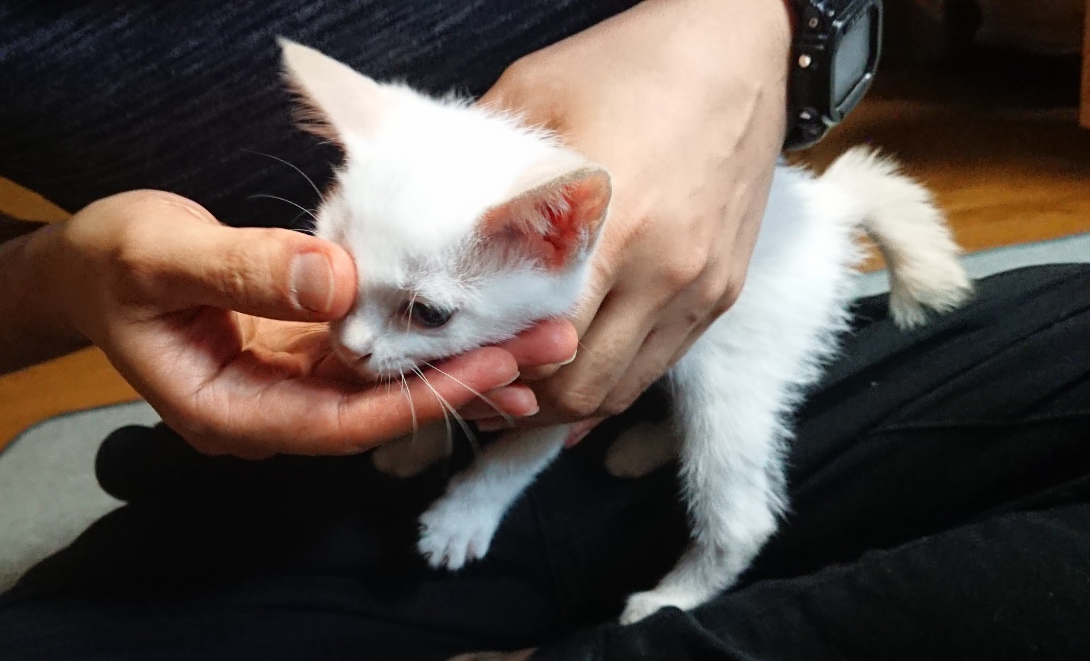 猫のケア Twitter Search Twitter