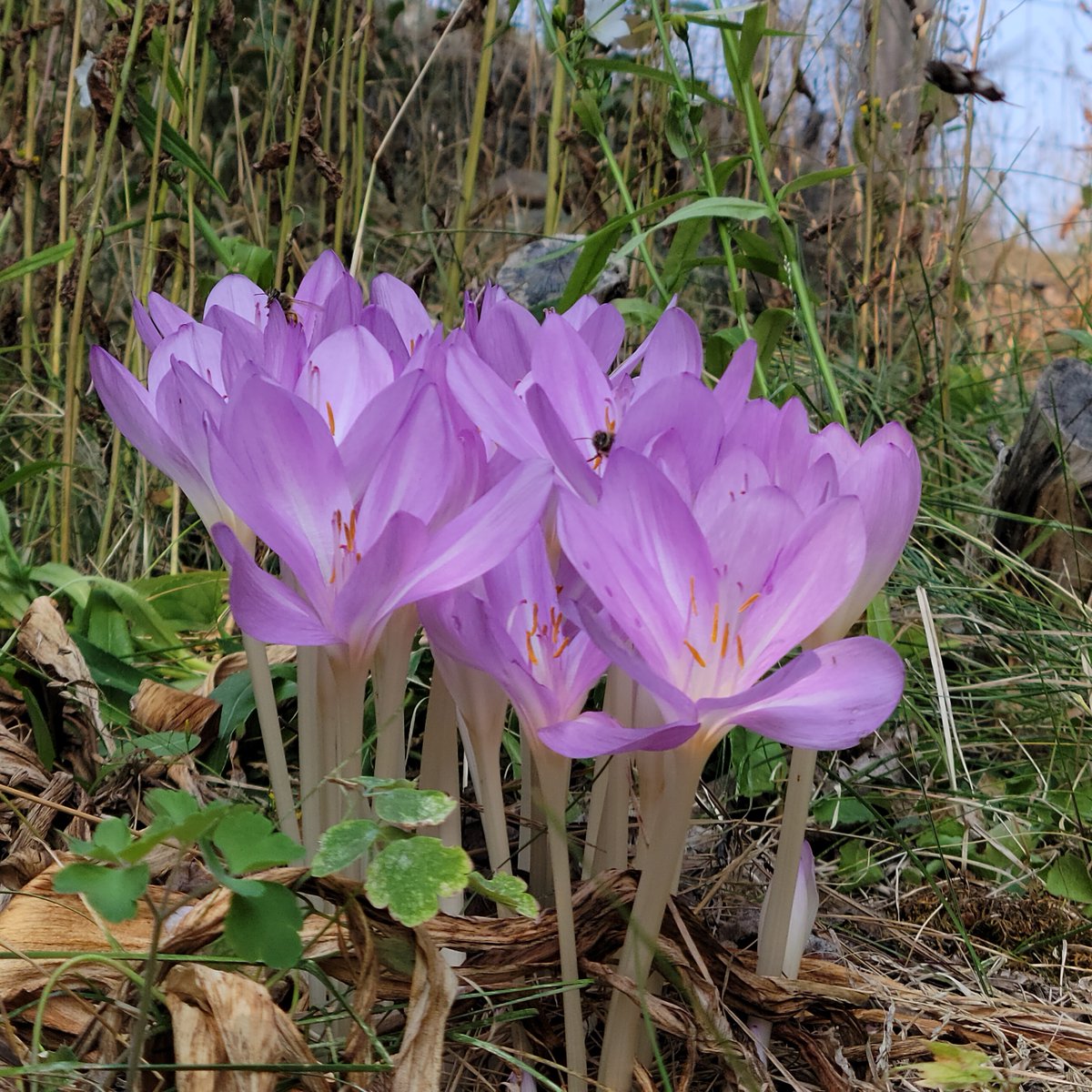 jclizer's tweet photo. Gorgeous autumn crocus . . . more confirmation that autumn is here!
~jan
https://t.co/BQfn2RkVHW https://t.co/RdSABNn8MW