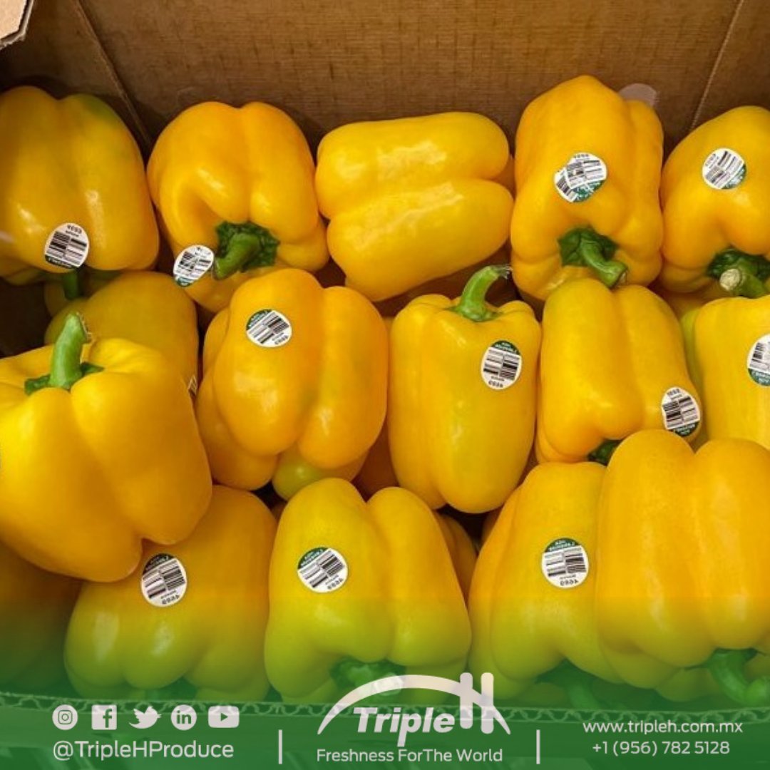 TripleHProduce's tweet photo. Colourful & versatile #BellPeppers 🧡💛 💖ready for pick up!🚛💨
#QuoteNow 📲956-782-5128 or 📧 sales@tripleh.com.mx
#TripleHProduce #FreshProduce #NowInSeason #SweetPeppers https://t.co/fgqdL9ZWTA