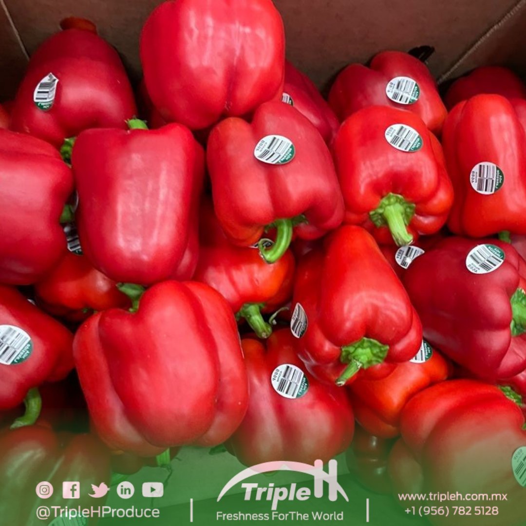 TripleHProduce's tweet photo. Colourful & versatile #BellPeppers 🧡💛 💖ready for pick up!🚛💨
#QuoteNow 📲956-782-5128 or 📧 sales@tripleh.com.mx
#TripleHProduce #FreshProduce #NowInSeason #SweetPeppers https://t.co/fgqdL9ZWTA