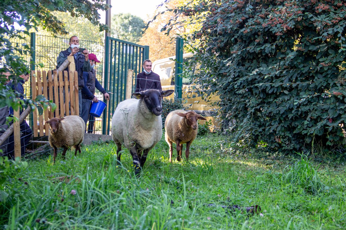 villedesuresnes's tweet photo. Lors du #budgetparticipatif de #Suresnes, Jean-Pierre et le Conseil Communal de la Jeunesse avaient proposé de faire venir quelques semaines par an des moutons dans les espaces verts du Mont-Valérien afin de les faire pâturer et d'entretenir les espaces de façon naturelle.
(1/3) https://t.co/YRnrDbpSki